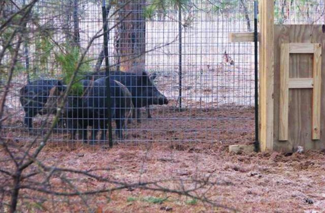 Wildlife course promotes conservation