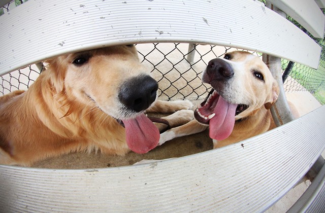 Fort Rucker goes to dogs with Bark Park