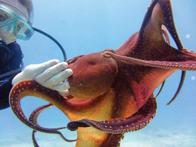 Scuba