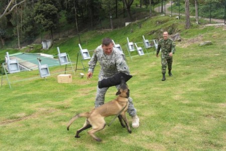 Army South Soldiers Veterinarians Help Partner Nations Build Sustain Working Dog Programs Article The United States Army