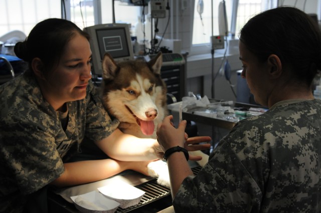 64th Medical Detachment (Veterinary Services) prepare their furry patient for surgery