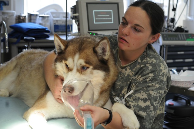 Spc. Lamanna takes care of her patient