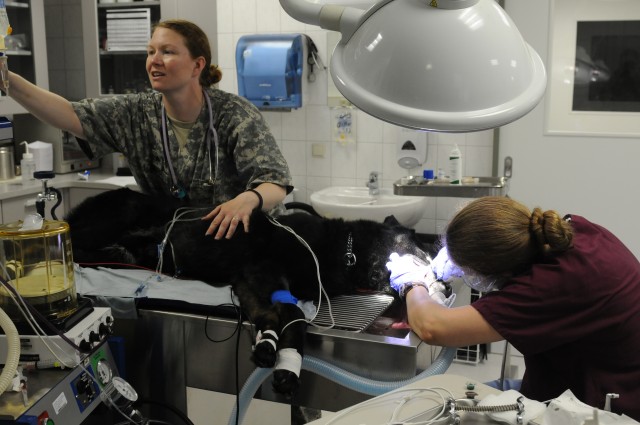Military working dog gets his teeth cleaned