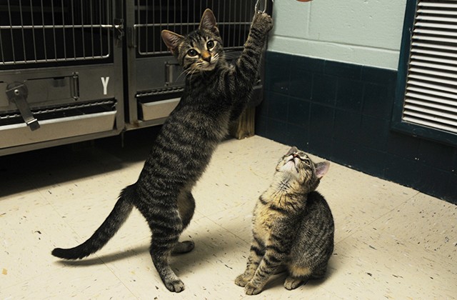 Facility the 'cat's meow' for strays