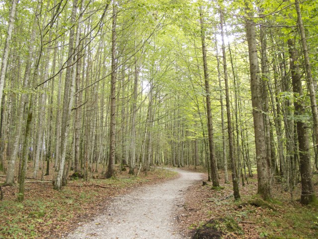 The forest