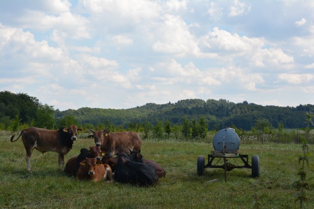 A bucolic scene