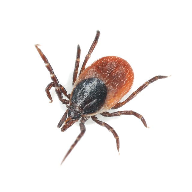 Tick detection