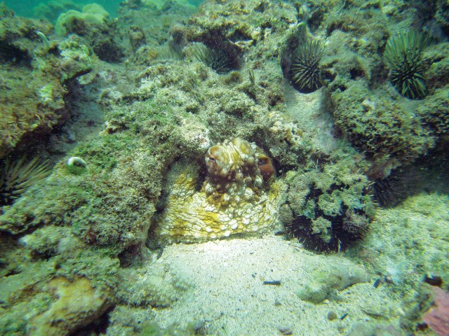 Octopus
