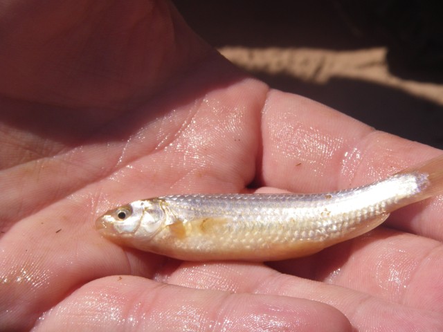 Silvery Minnow