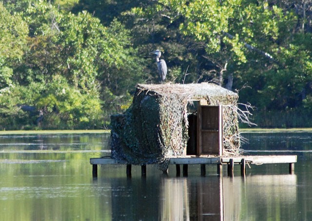 Waterfowl
