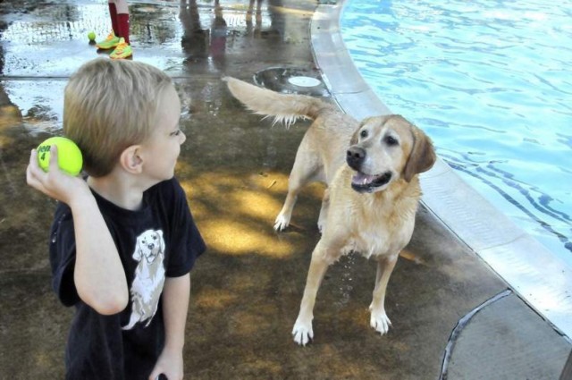 Dozens of doggie dippers take end-of-season plunge
