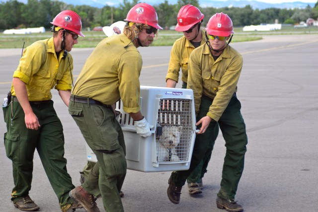 Animal Rescue