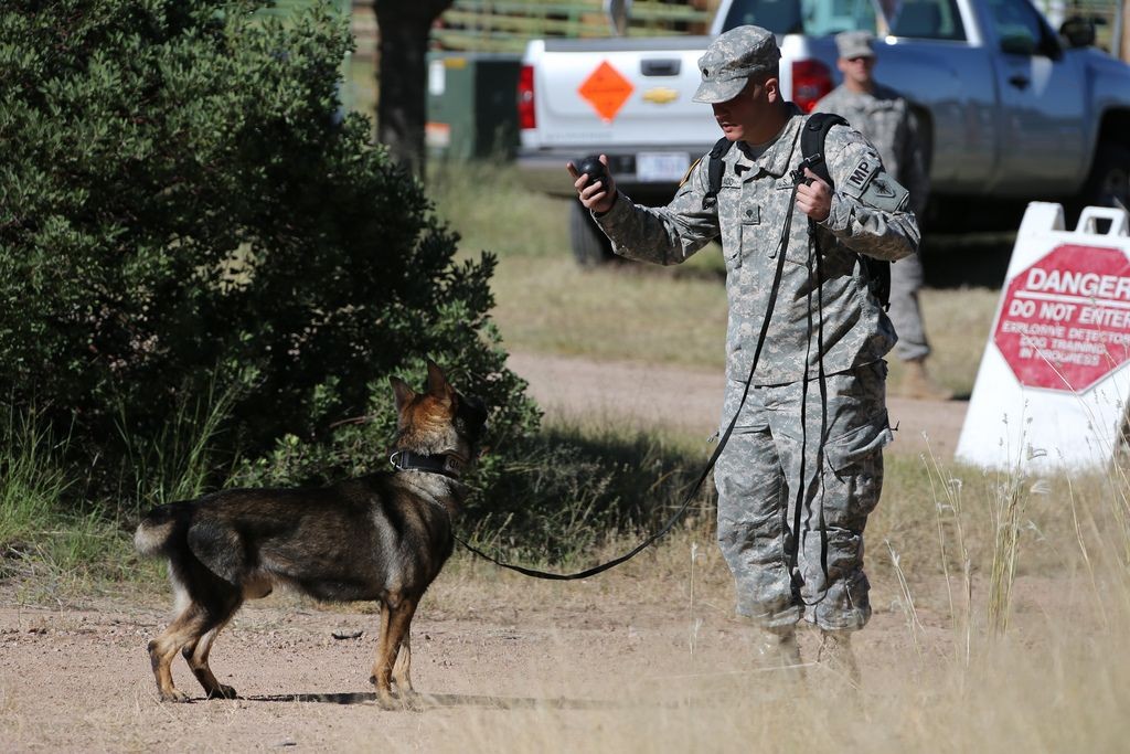 why are working dogs important