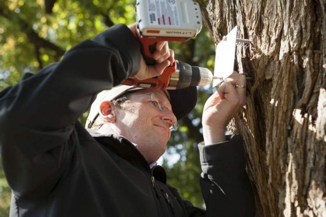 Tree labeling at ANC to continue through November