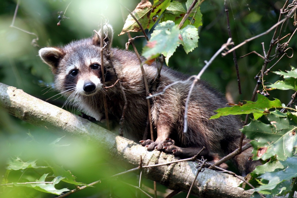 Raccoon Rabies Vaccine Is "Garbage" | Article | The United States Army