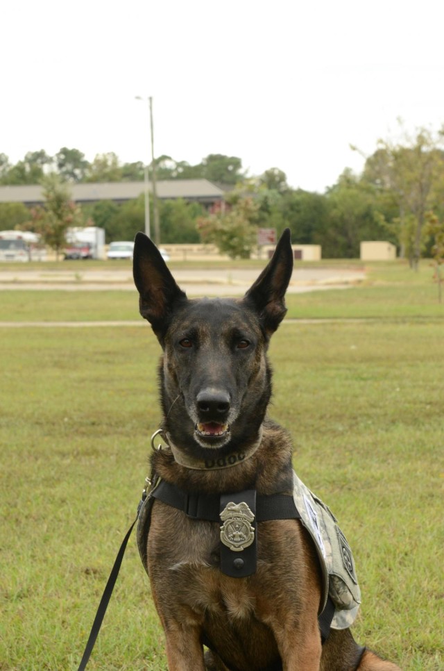 Retirement goes to the dogs