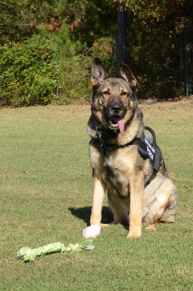 Veteran military working dog enjoys retirement