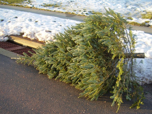Bulk trash pick-up date added to rid Christmas trees