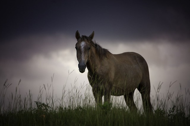 Army Digital Photography Contest 1st place entry "Animals of Louisiana 1"