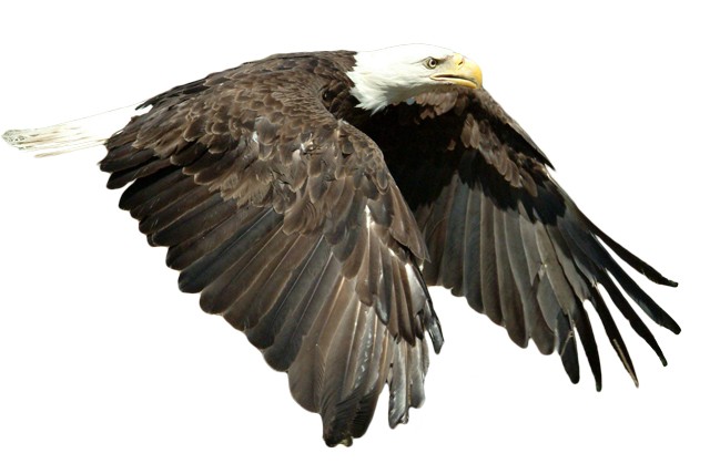 168 Eagles strong on APG