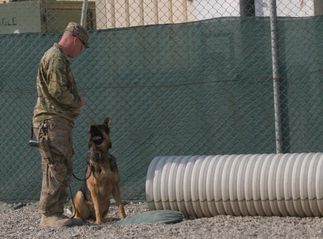 Battle buddy of a different kind