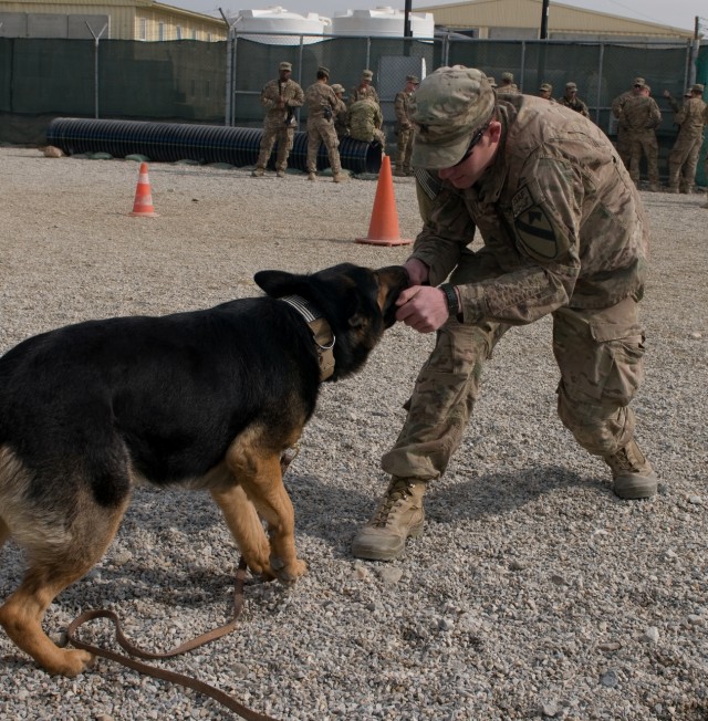 Battle buddy of a different kind