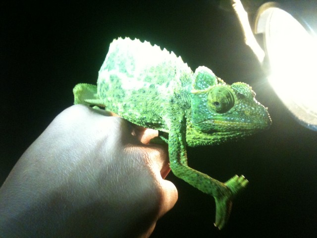 Jackson Chameleon