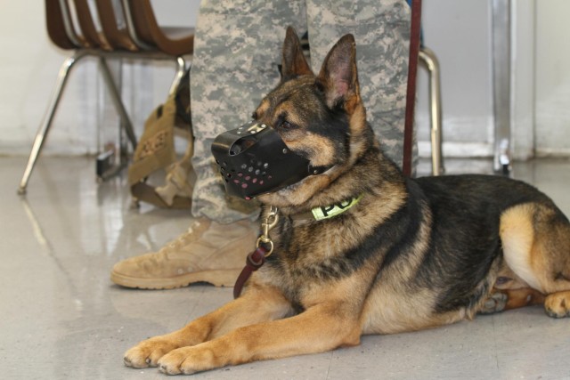 Military Working Dog team visits students