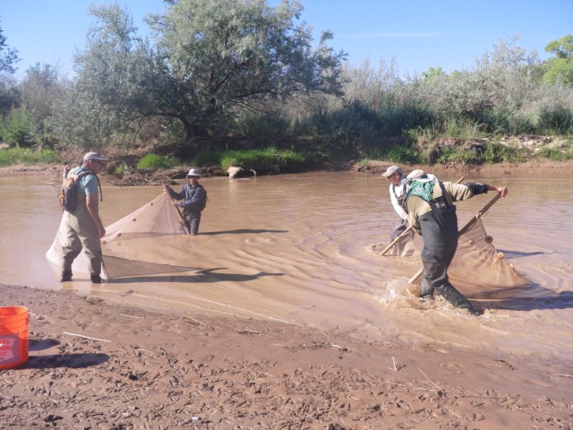 Seining for 'Silver' in the Rio Grande