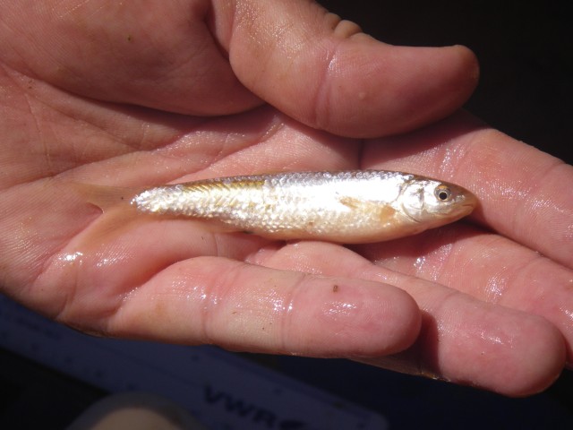 Seining for 'Silver' in the Rio Grande