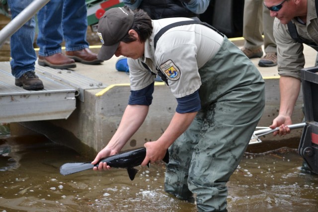 USACE partners give scary looking fish another chance