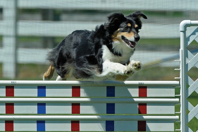 Jane shows agility