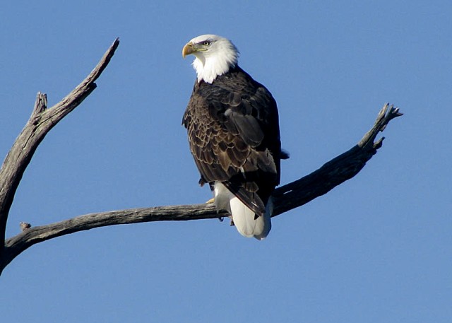 Raptors Witnessed Cooperatively Hunting at Lake Sonoma