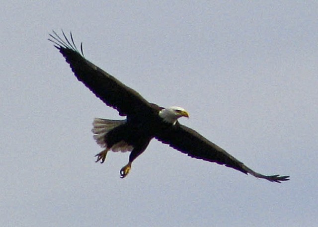 Raptors Witnessed Cooperatively Hunting at Lake Sonoma