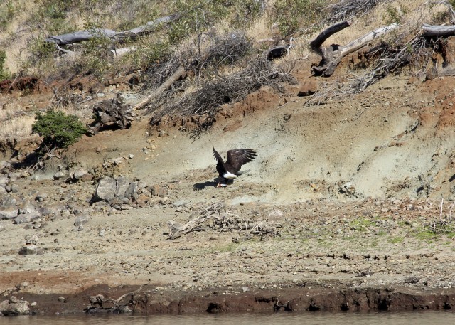 Raptors Witnessed Cooperatively Hunting at Lake Sonoma