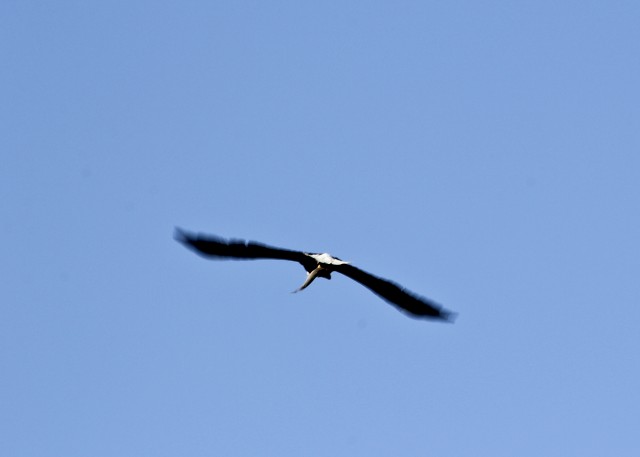 Raptors Witnessed Cooperatively Hunting at Lake Sonoma