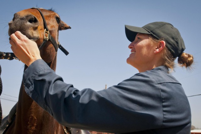 1st Cavalry Division horse and handler