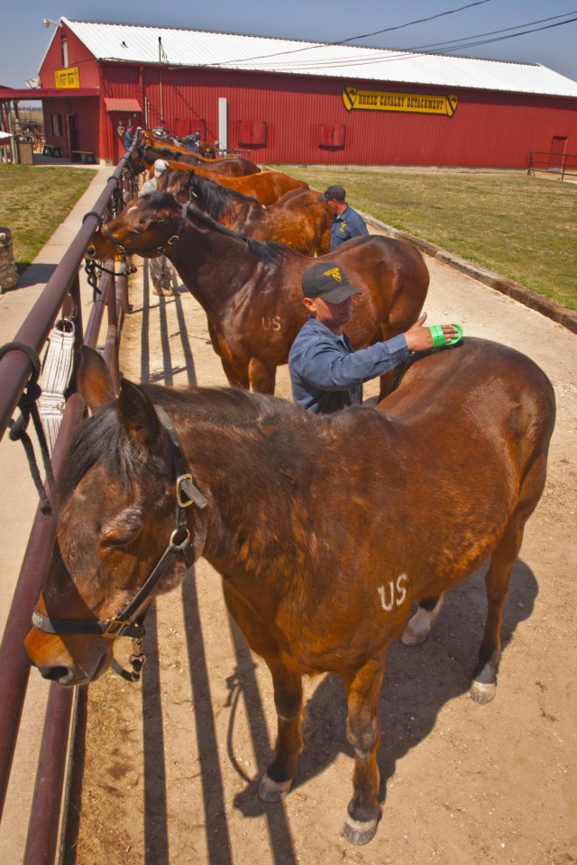1st Cavalry Division Horse Cavalry Detachment
