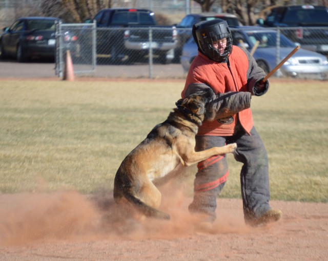 Top Dogs have their day