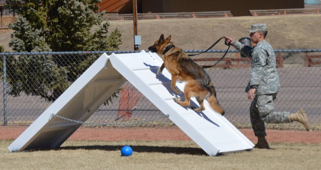 Top Dogs have their day