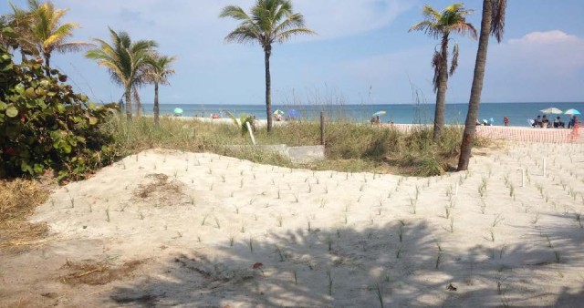 Relocated sea oats to allow for beach renourishment