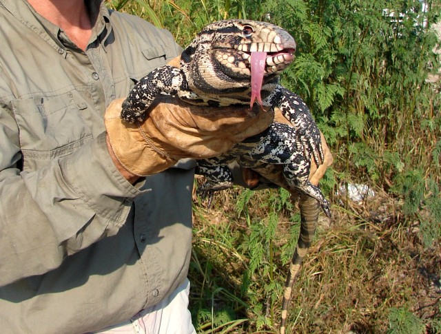 The Everglades Cooperative Invasive Species Management Area battles non-native animal species such as this black and white tegu.