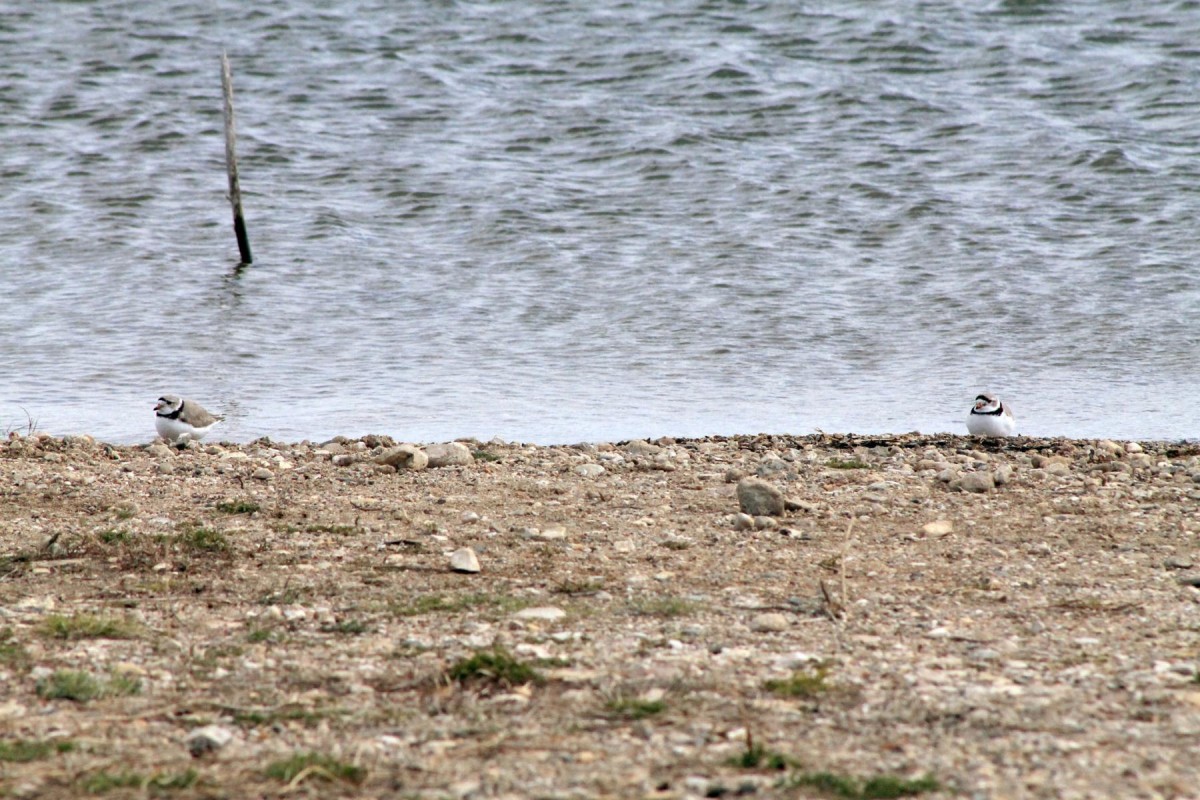 Piping plovers arrive in North Dakota | Article | The United States Army