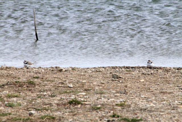 Piping Plovers at Lake Sakakawea