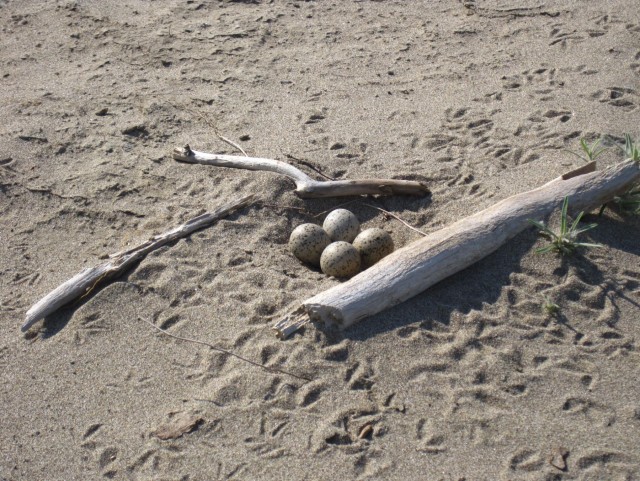 Piping Plover on Lake Sakakawea