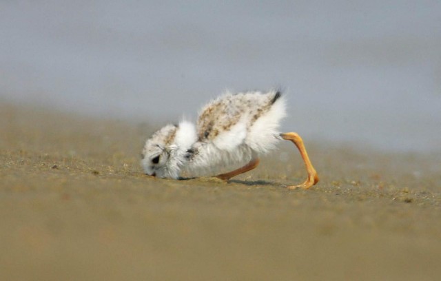 Piping Plovers at Lake Sakakawea