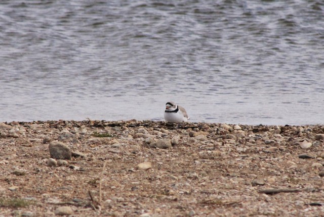 Piping Plovers on Lake Sakakawea