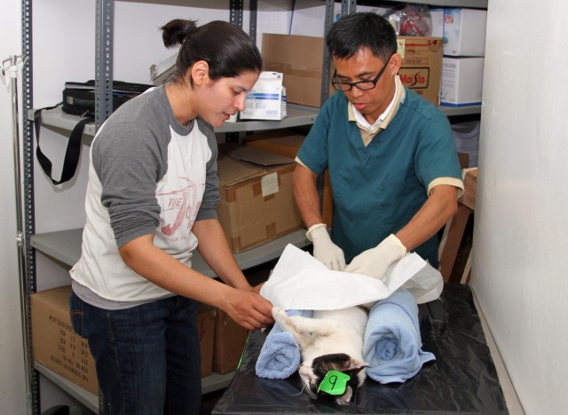US Army veterinarians work with K'S PATH to address cat crisis