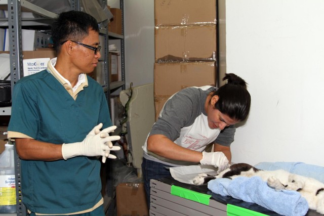 US Army veterinarians work with K'S PATH to address cat crisis