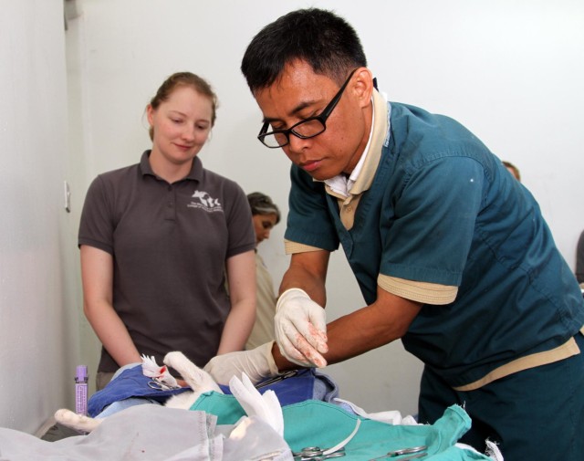 US Army veterinarians work with K'S PATH to address cat crisis